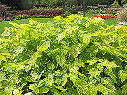 Variegated Flowering Maple (Abutilon pictum 'Thompsonii') at Lakeshore Garden Centres