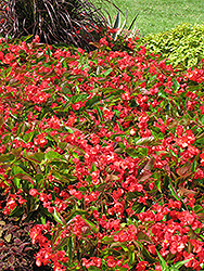 Dragon Wing Red Begonia (Begonia 'Dragon Wing Red') at The Mustard Seed