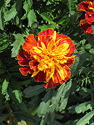 Harmony Boy Marigold (Tagetes patula 'Harmony Boy') at Lakeshore Garden Centres