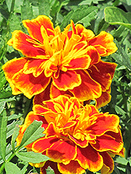 Queen Sophia Marigold (Tagetes patula 'Queen Sophia') at Lakeshore Garden Centres