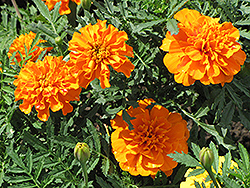 Orange Boy Marigold (Tagetes patula 'Orange Boy') at A Very Successful Garden Center