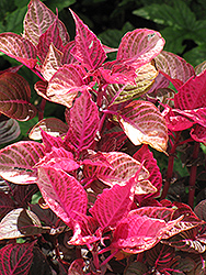 Linden's Blood Leaf (Iresine lindenii) at Lakeshore Garden Centres