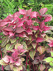 Linden's Blood Leaf (Iresine lindenii) at Lakeshore Garden Centres