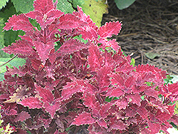 Cranberry Sun Coleus (Solenostemon scutellarioides 'Cranberry Sun') at Lakeshore Garden Centres