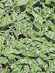 Brazilian Snow Alternanthera (Alternanthera ficoidea 'Brazilian Snow') at Lakeshore Garden Centres