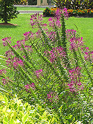 Violet Queen Spiderflower (Cleome hassleriana 'Violet Queen') at Lakeshore Garden Centres