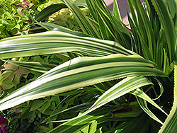 Variegated American Agave (Agave americana 'Variegata') at Lakeshore Garden Centres