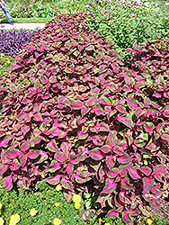 Magilla Perilla (Perilla 'Magilla') at Lakeshore Garden Centres