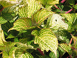 Aureoreticulata Blood Leaf (Iresine herbstii 'Aureoreticulata') at Lakeshore Garden Centres