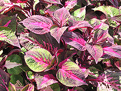 Magellanica Perilla (Perilla 'Magellanica') at Lakeshore Garden Centres