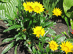 Daybreak Bright Yellow Gazania (Gazania 'Daybreak Bright Yellow') at Lakeshore Garden Centres