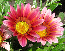 Daybreak Pink Shades Gazania (Gazania 'Daybreak Pink Shades') at Lakeshore Garden Centres