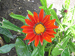 Daybreak Bronze Gazania (Gazania 'Daybreak Bronze') at Lakeshore Garden Centres