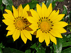 Daybreak Bright Yellow Gazania (Gazania 'Daybreak Bright Yellow') at Lakeshore Garden Centres