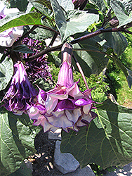 Purple Queen Devil's Trumpet (Datura metel 'Purple Queen') at Lakeshore Garden Centres