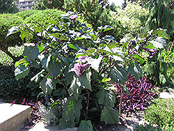 Purple Queen Devil's Trumpet (Datura metel 'Purple Queen') at Lakeshore Garden Centres