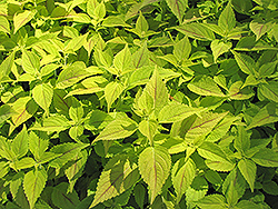 Chartreuse Coleus (Solenostemon scutellarioides 'Chartreuse') at Lakeshore Garden Centres