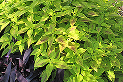 Golda Coleus (Solenostemon scutellarioides 'Golda') at Lakeshore Garden Centres
