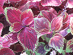 Trailing Prince Coleus (Solenostemon scutellarioides 'Trailing Prince') at Lakeshore Garden Centres