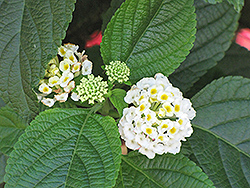 White Gold Lantana (Lantana camara 'White Gold') at Lakeshore Garden Centres