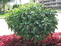 White Gold Lantana (tree form) (Lantana camara 'White Gold (tree form)') at Lakeshore Garden Centres