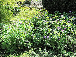 Button Beauty Brazilian Bachelor's Button (Centratherum intermedium 'Button Beauty') at Lakeshore Garden Centres