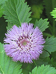 Button Beauty Brazilian Bachelor's Button (Centratherum intermedium 'Button Beauty') at Lakeshore Garden Centres