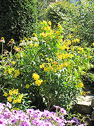 Mayan Gold Yellow Trumpetbush (Tecoma stans 'Mayan Gold') at Lakeshore Garden Centres