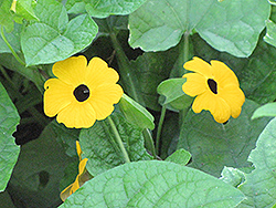 Black-Eyed Susan Vine (Thunbergia alata) at Lakeshore Garden Centres