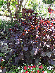 Purple Shiso Perilla (Perilla frutescens 'Purple Shiso') at Lakeshore Garden Centres