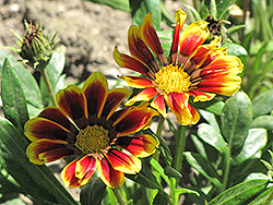 Kiss Golden Flame Gazania (Gazania 'Kiss Golden Flame') at Lakeshore Garden Centres