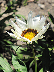 Kiss White Gazania (Gazania 'Kiss White') at Lakeshore Garden Centres
