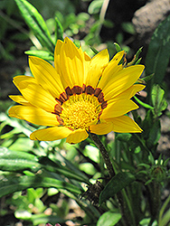Kiss Golden Yellow Gazania (Gazania 'Kiss Golden Yellow') at Lakeshore Garden Centres