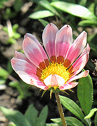 Kiss Frosty Rose Gazania (Gazania 'Kiss Frosty Rose') at Lakeshore Garden Centres
