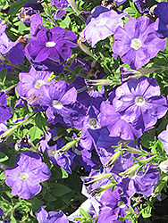 Surfinia Sky Blue Petunia (Petunia 'Surfinia Sky Blue') at A Very Successful Garden Center