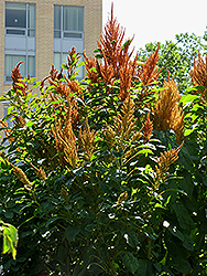 Hot Biscuits Amaranthus (Amaranthus 'Hot Biscuits') at Lakeshore Garden Centres