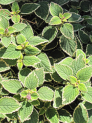 Country Borage (Plectranthus amboinicus 'Variegatus') at Lakeshore Garden Centres