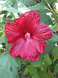 Disco Belle Red Hibiscus (Hibiscus moscheutos 'Disco Belle Red') at Lakeshore Garden Centres