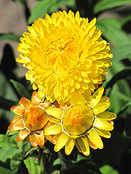 Dreamtime Jumbo Yellow Strawflower (Bracteantha bracteata 'OHB003790') at Lakeshore Garden Centres