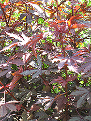 Carmencita Castor Bean (Ricinus communis 'Carmencita') at Lakeshore Garden Centres