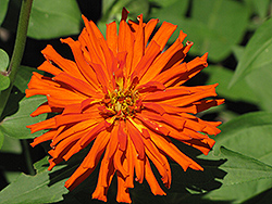 Giant Cactus Aztec Orange Zinnia (Zinnia 'Giant Cactus Aztec Orange') at Lakeshore Garden Centres