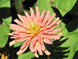 Giant Cactus Pink Zinnia (Zinnia 'Giant Cactus Pink') at Lakeshore Garden Centres