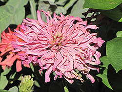 Giant Cactus Rose Zinnia (Zinnia 'Giant Cactus Rose') at Lakeshore Garden Centres