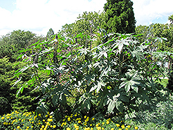 Blue Buddha Castor Oil Plant (Ricinus 'Blue Buddha') at Lakeshore Garden Centres