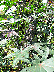Blue Buddha Castor Oil Plant (Ricinus 'Blue Buddha') at Lakeshore Garden Centres