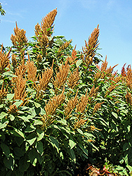 Golden Giant Amaranthus (Amaranthus hypochondriacus 'Golden Giant') at Lakeshore Garden Centres