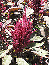 Hopi Red Dye Amaranthus (Amaranthus cruentus 'Hopi Red Dye') at Lakeshore Garden Centres