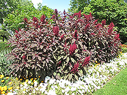 Hopi Red Dye Amaranthus (Amaranthus cruentus 'Hopi Red Dye') at Lakeshore Garden Centres