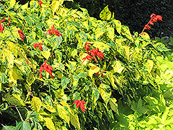 Dancing Flame Sage (Salvia vanhouttei 'Dancing Flame') at Lakeshore Garden Centres