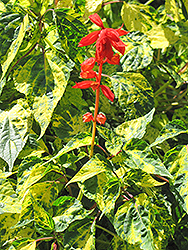 Dancing Flame Sage (Salvia vanhouttei 'Dancing Flame') at Lakeshore Garden Centres
